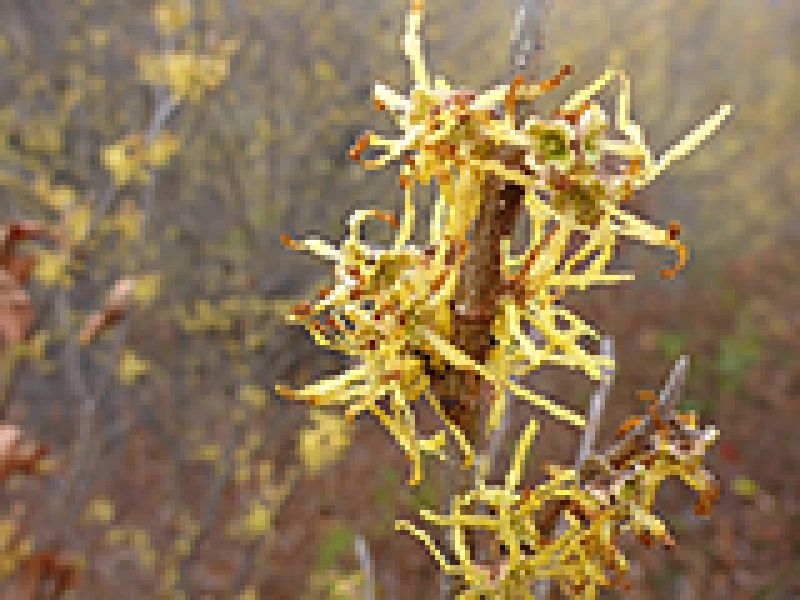 Witch Hazel: Fall Flowering Bush