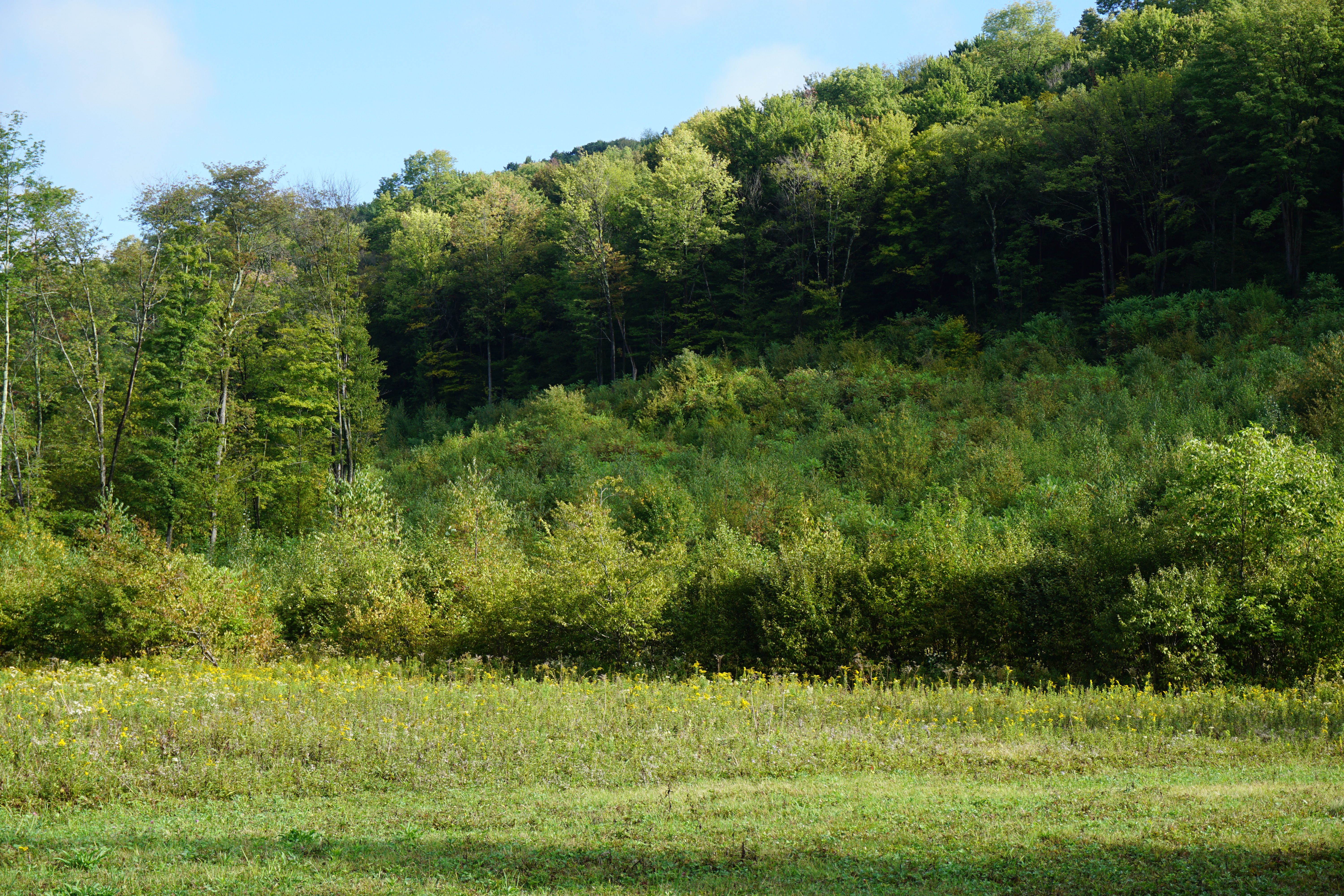 Convert Some Lawn to Young Woods