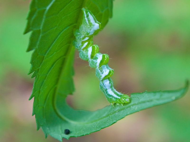 Want More Wildlife? Start with More Caterpillars