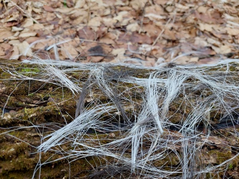 A Deer Hair Mystery