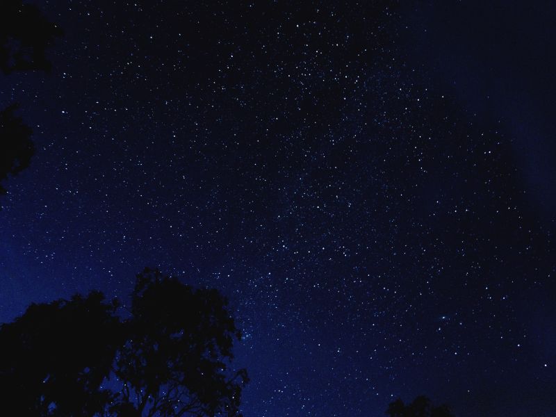 Star Gaze on My Woodlot