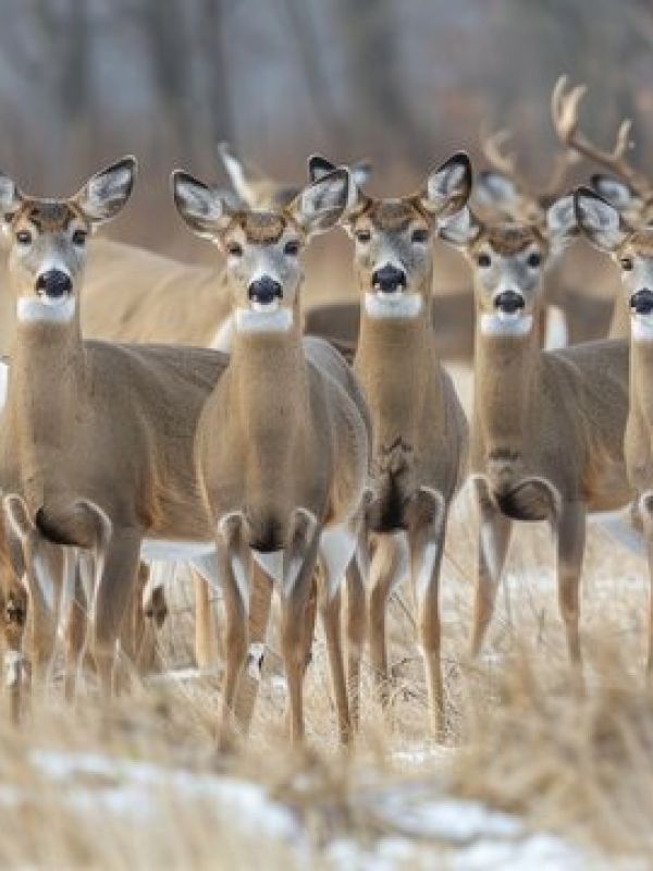 A large group of white-tailed deer, 12 does and 2 bucks, on alert in a field during winter.