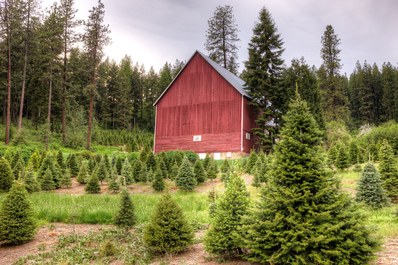 Plan a Christmas Tree Farm