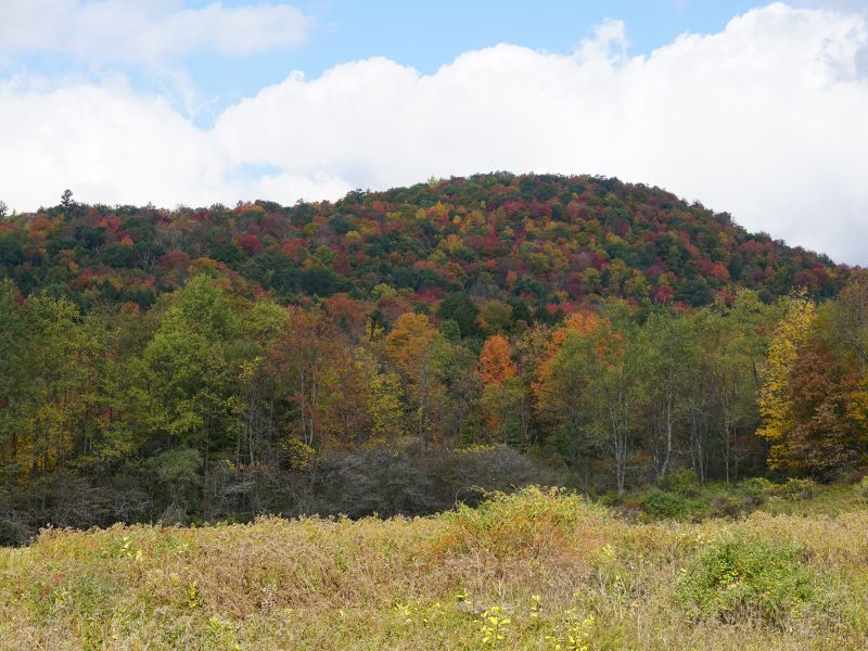 Capture Fall Foliage Colors