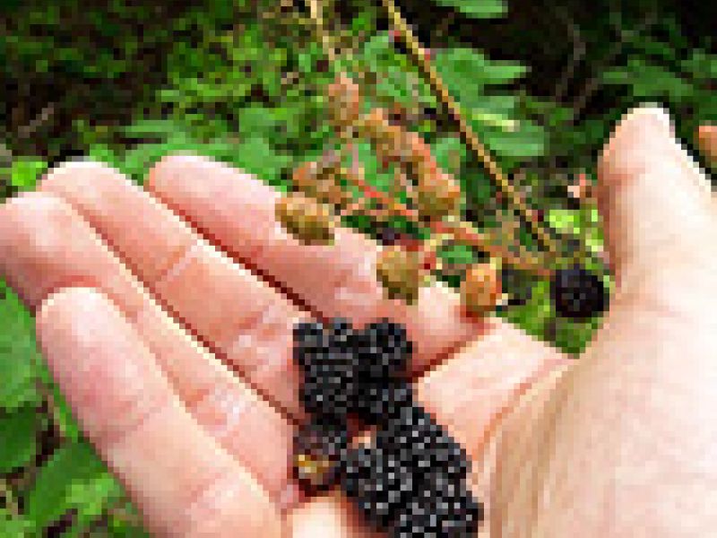 Find Your Own Berry Picking Patch This Summer