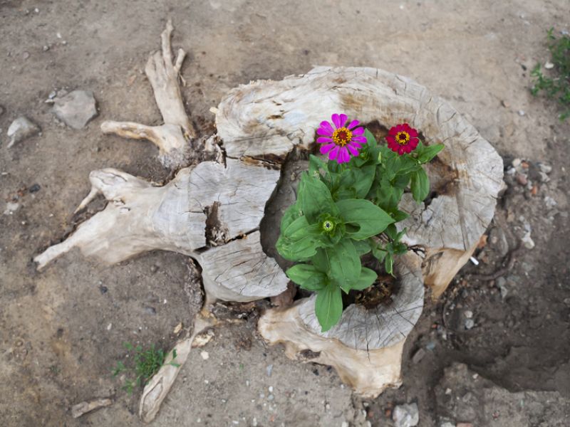 Make a Tree Stump Planter