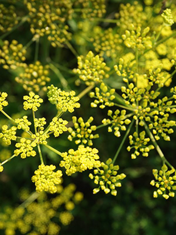 Yellow Wild Parsnip flowers.