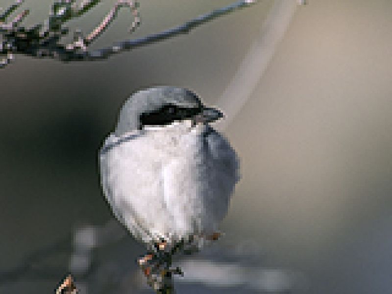 Shrikes: 1.5 Ounces of Death from Above