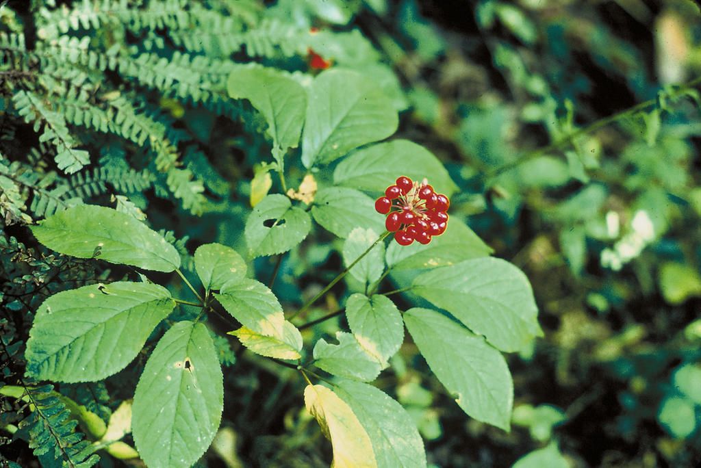 Learn about American Ginseng Farming