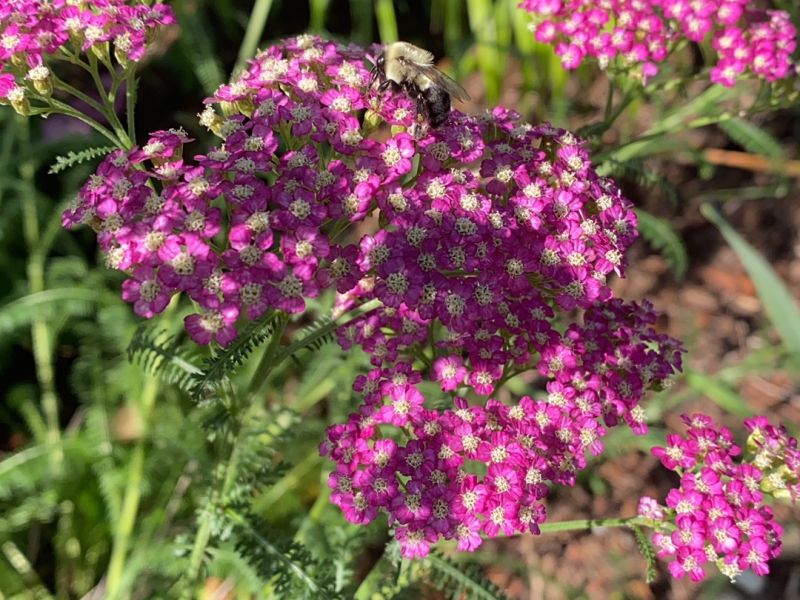 Why Manicured Lawns Deter Wildlife and Impact Biodiversity