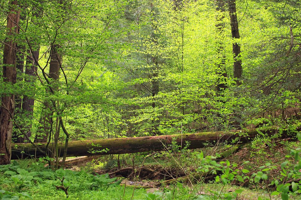 Understand How My Woods Sequester and Store Carbon