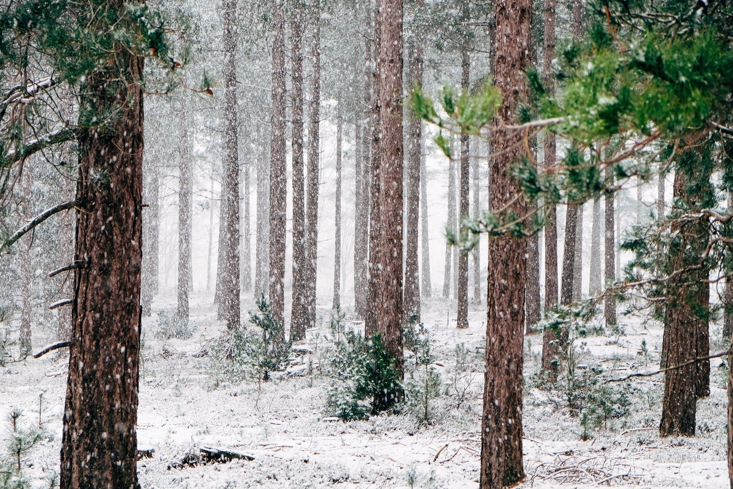 Shoot a Snowscape