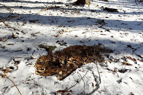 Post-season winter scouting for deer in the Catskills