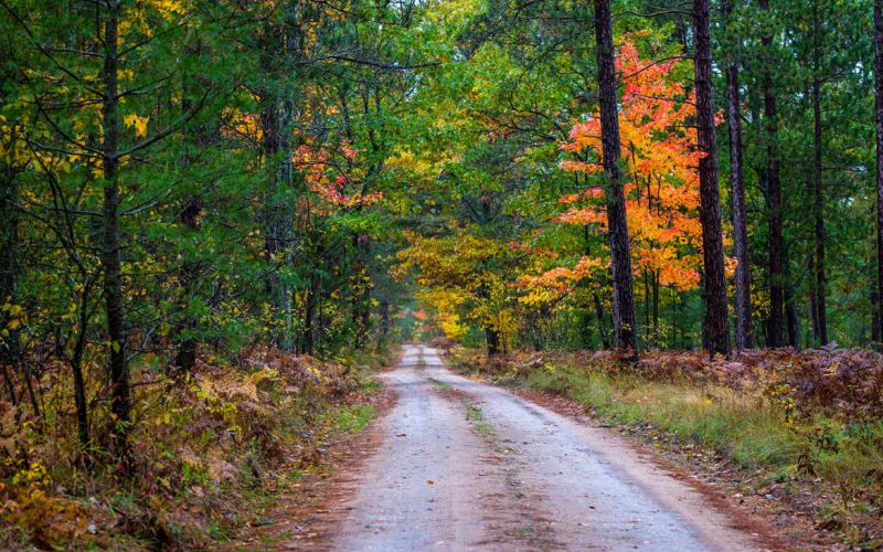 Climate Change and My Woods