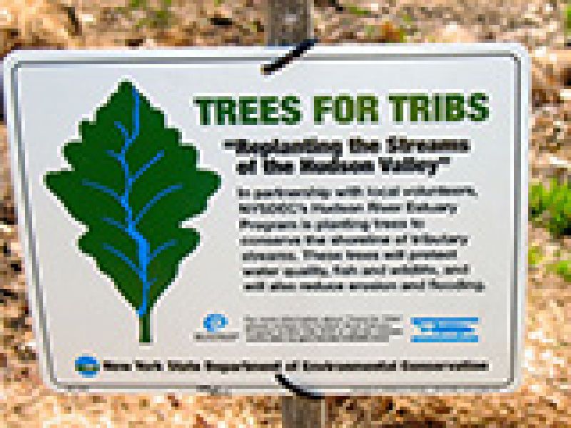 The Trees for Tribs Story at Sylvan Glen