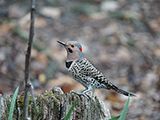 Weird Woodpecker: The Northern Flicker