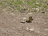 What are those Tiger Swallowtail Butterflies Doing?