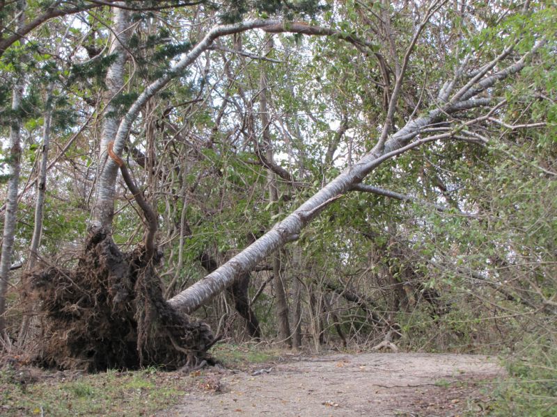 Understand the Hazards of Up-Rooted Trees