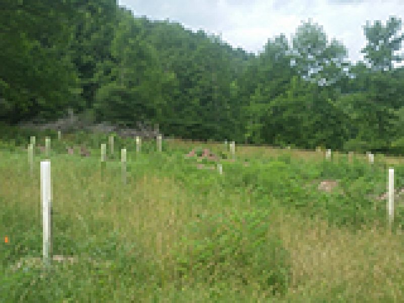 Multifunctional Riparian Buffer Project at Riverdale Farm and Forest, Spring 2020