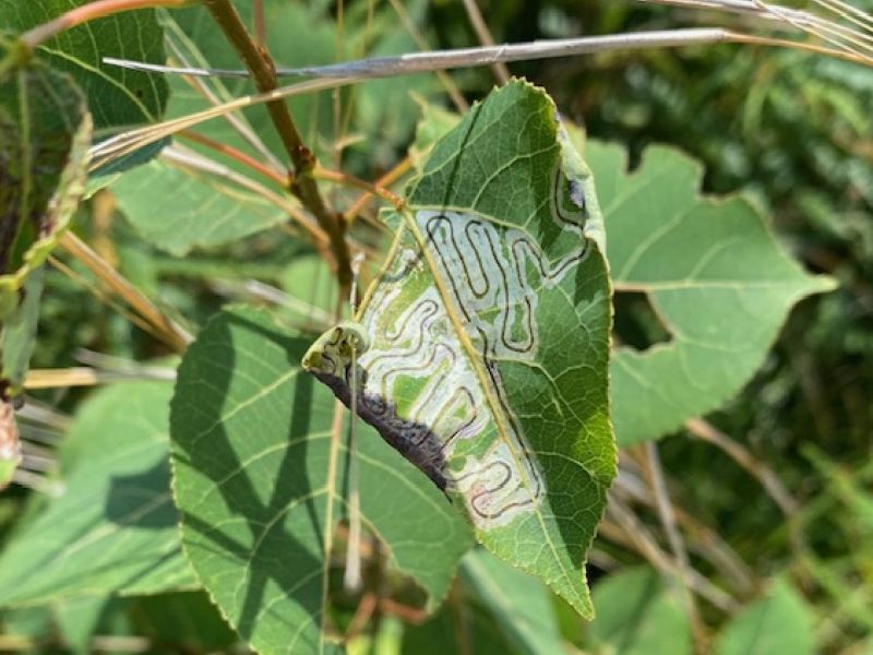 Artsy Plant Pests