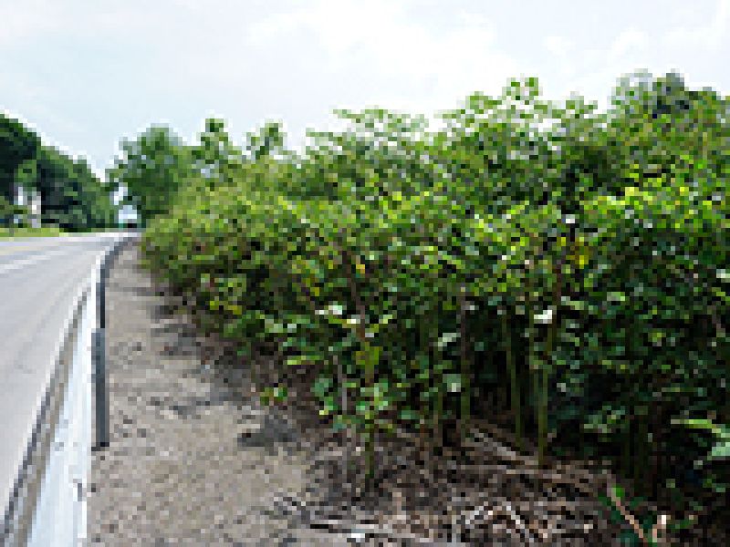 Japanese Knotweed: The Tasseled Menace