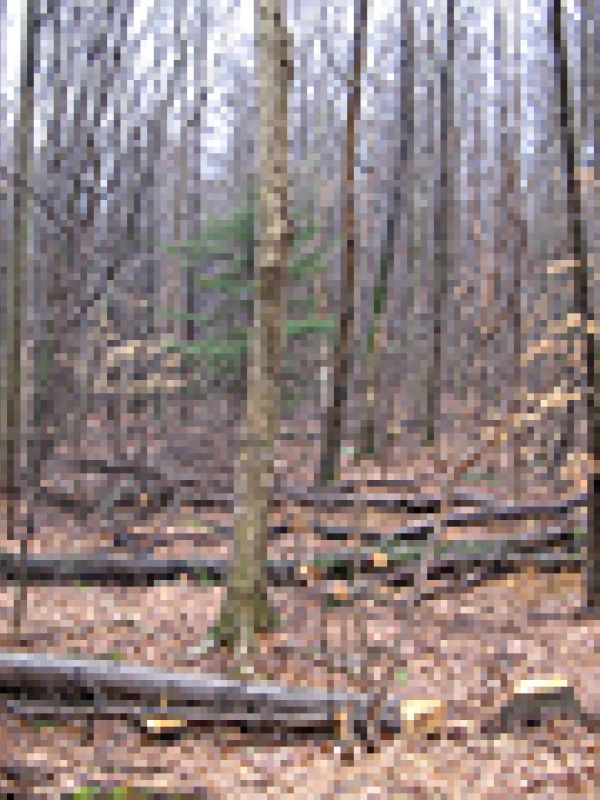 Photograph showing a forest thinning. Felled and limbed trees can be seen scattered on the forest floor. The woods looks more open.