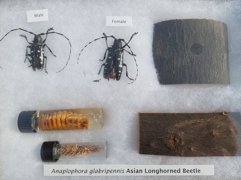 Learn to Identify the Asian Longhorn Beetle