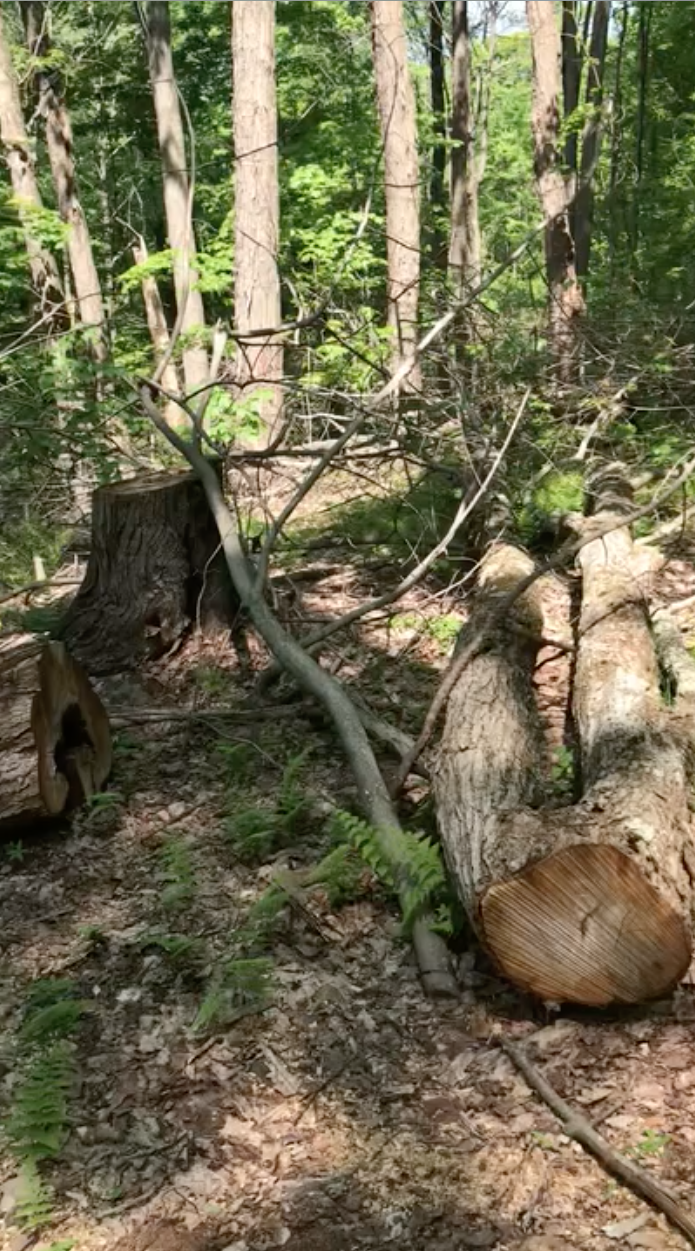 What the Woods Looks Like After a Timber Harvest