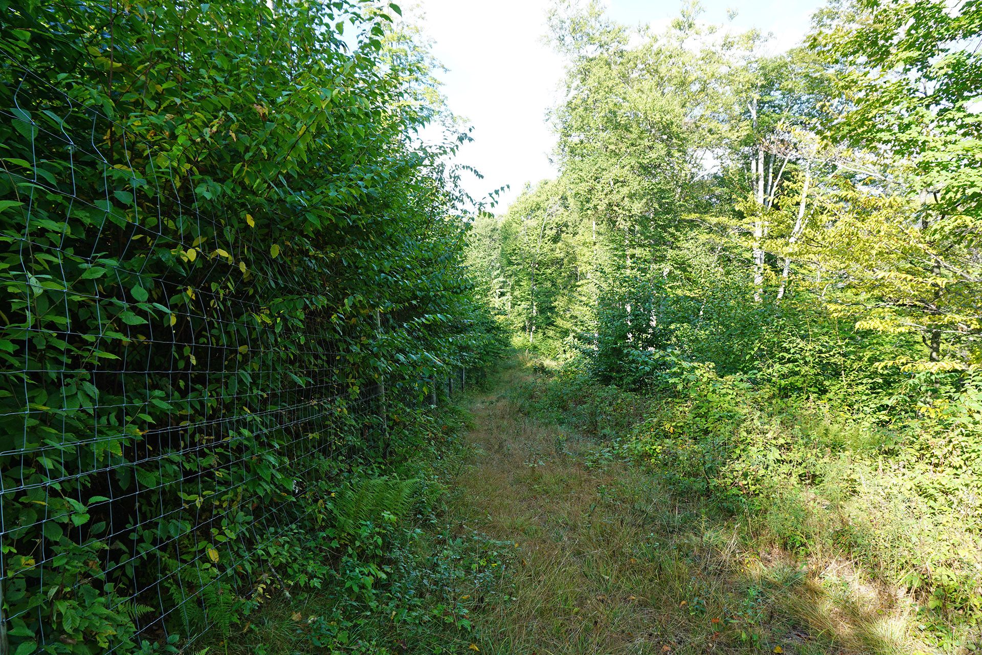 Protect Native Plants with a Deer Fence
