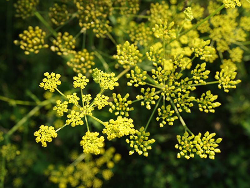 MyWoodlot Health Alert: Don’t Get Burned by Wild Parsnip