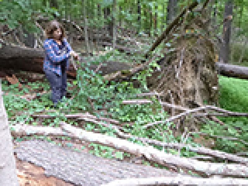 Stewardship Story: Saving wolf trees and evergreens by cutting vines on the Clark Preserve