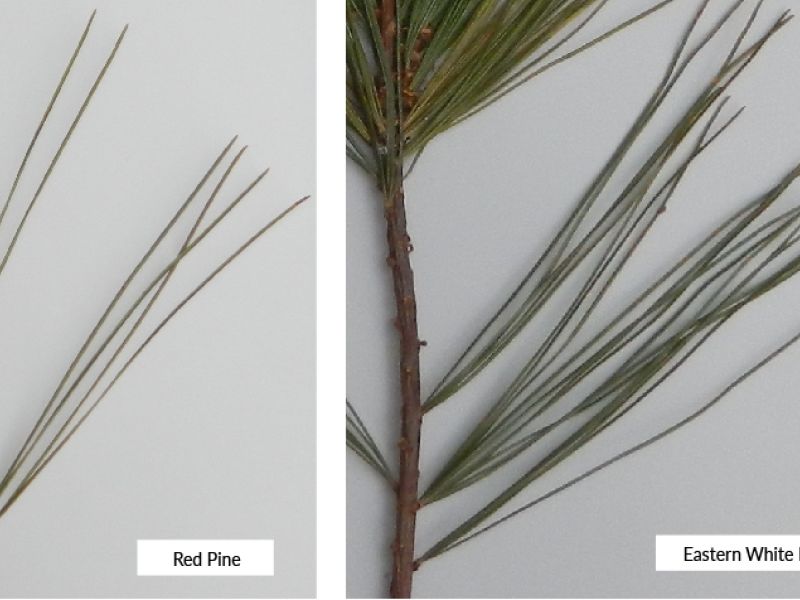 Look-Alike Leaves: Red, White, and Scotch Pines