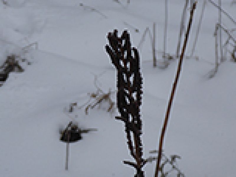 Sensitive Fern Sign in Winter