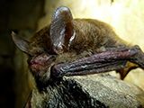 Northern Long-Eared Bat - Tips for Woodland Owners
